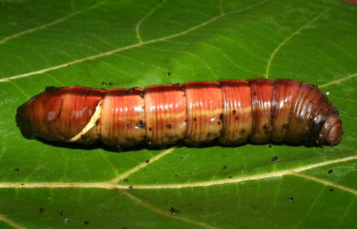 Figura 6. Larva <i>Eumorpha obliquus</i></i> (Sphingidae), es estado de prepupa vista lateral, localidad Bullas Estación Quica Sector Pitilla ACG (440m) voucher: 12-SRNP-70973-DHJ495318.jpg.