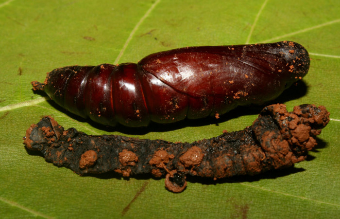 Figura 7. Pupa de <i>Eumorpha obliquus</i></i> (Sphingidae), vista dorsal, localidad Bullas Estación Quica Sector Pitilla ACG (440m). Voucher: 12-SRNP-70973-DHJ495353.jpg.

