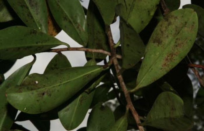 Figura 9. Planta hospedera de <i>Eumorpha obliquus</i></i> (Sphingidae), esta se llama <i>Swartzia costarricensis</i></i> (Marcgraviaceae), localidad Bullas Estación Quica Sector Pitilla ACG (440m).

