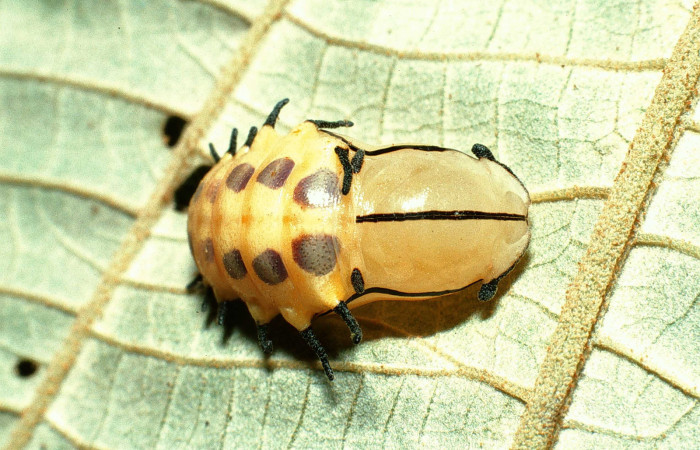 Figura 7. Pupa de <i>Ancyluris inca</i></i> (Riodinidae), vista dorsal, localidad Sendero Rincón Sector Rincón Rain Forest ACG (430m). Voucher:02-SRNP-21247-DHJ70271.jpg.