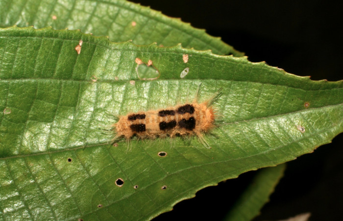 Figura 4. Larva <i>Ancyluris inca</i></i> (Riodinidae), tercer estadío (PPU) vista dorsal, localidad Sendero Venado Sector Rincón Rain Forest ACG (420m). Voucher: 05-SRNP-41338-DHJ406953.jpg.