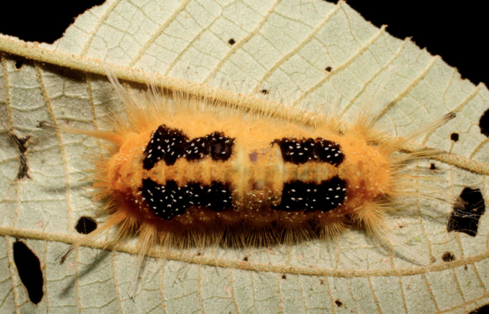 Figura 6. Larva <i>Ancyluris inca</i></i> (Riodinidae), último estadío (U) vista dorsal, localidad Estación Caribe Sector Rincón Rain Forest ACG (415m). Voucher: 06-SRNP-42901-DHJ416999.jpg.