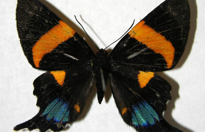 Figura 9. Adulto de <i>Ancyluris inca</i></i> (Riodinidae), hembra vista ventral, localidad Pasmompa Sector Pitilla ACG (440m). Voucher: 07-SRNP-31865-DHJ374474.jpg.