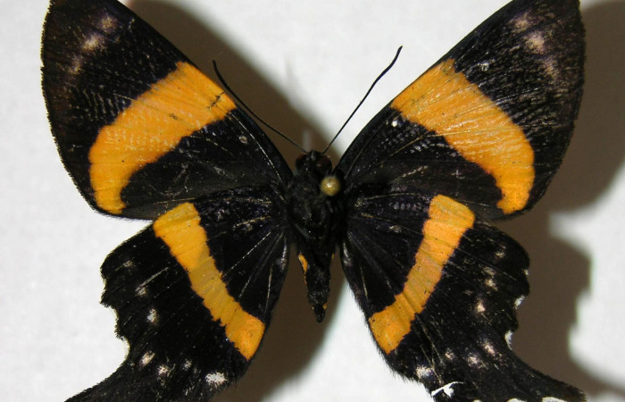 Figura 8. Adulto de <i>Ancyluris inca</i></i> (Riodinidae), hembra vista dorsal, localidad Pasmompa Sector Pitilla ACG (440m). Voucher: 07-SRNP-31865-DHJ374475.jpg.
