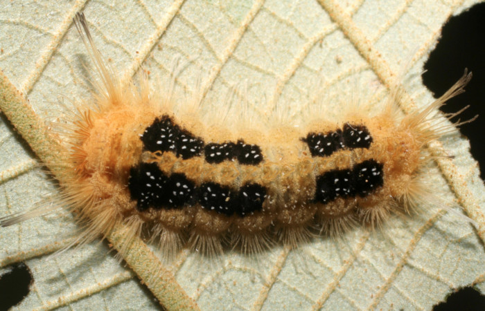 Figura 5. Larva <i>Ancyluris inca</i></i> (Riodinidae), penúltimo estadío (PU) vista dorsal, localidad San Lucas Sector Rincón Rain Forest ACG (320m). Voucher: 08-SRNP-42077-DHJ446714.jpg.