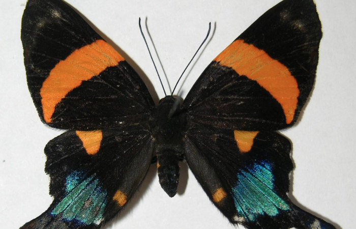 Figura 1. Adulto de <i>Ancyluris inca</i></i> (Riodinidae), vista dorsal, localidad Sendero Venado Sector Rincón Rain Forest ACG (420m). Voucher: 09-SRNP-40972-DHJ511800.jpg.