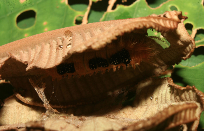 Figura 2. Casita de <i>Ancyluris inca</i></i> (Riodinidae), localidad Medrano Estación Quica Sector Pitilla ACG (380m). Voucher: 13-SRNP-71676-DHJ703318.jpg.