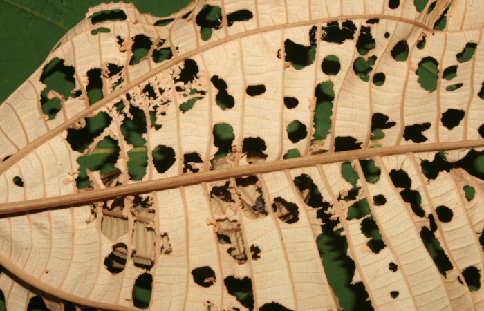 Figura 3. Comido de larva <i>Ancyluris inca</i></i> (Riodinidae), localidad Medrano Estación Quica Sector Pitilla ACG (380m). Voucher: 13-SRNP-71676-DHJ703321.jpg.