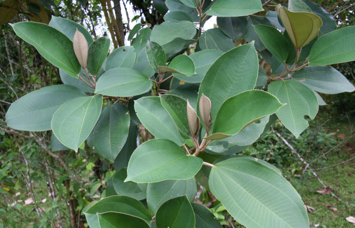 Figura 10. Planta hospedera de <i>Ancyluris inca</i></i> (Riodinidae), planta llamada <i>Miconia argentea</i></i> (Melastomataceae), localidad Estación Quica Sector Pitilla ACG (470m).