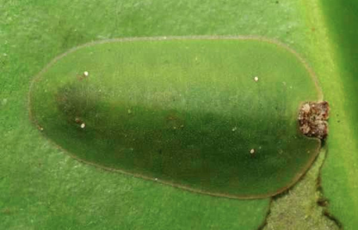 Figura 4. Larva <i>Menander pretus</i></i> (Riodinidae), ultimo estadío (U) vista dorsal, localidad Coneja Estación Biológica Quica Sector Pitilla ACG (415m). Voucher: 08-SRNP-30469-DHJ438516.jpg.