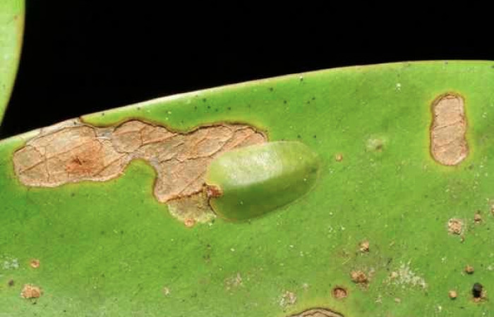 Figura 2. Larva <i>Menander pretus</i></i> (Riodinidae), tercer estadío (PPU) vista dorsal, localidad Coneja Estación Biológica Quica Sector Pitilla ACG 415m). Voucher: 08-SRNP-30470-DHJ438517.jpg.