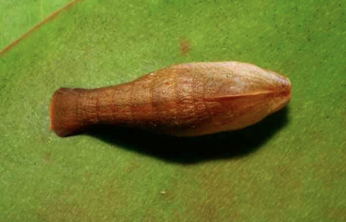 Figura 5. Pupa de <i>Menander pretus</i></i> (Riodinidae), vista dorsal, localidad Coneja Estación Biológica Quica Sector Pitilla ACG (415m). Voucher: 08-SRNP-30470-DHJ438526.jpg.