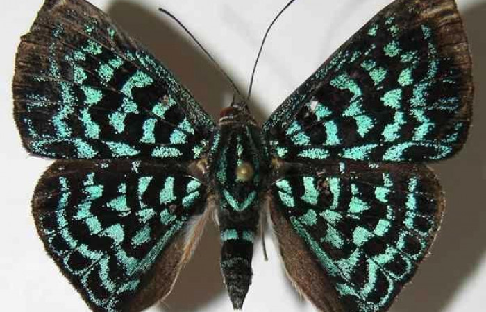 Figura 6. Adulto de <i>Menander pretus</i></i> (Riodinidae), vista dorsal, localidad Pasmompa Sector Pitilla ACG (440m). Voucher: 08-SRNP-32237-DHJ395312.jpg.