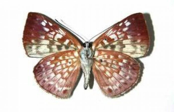 Figura 7. Adulto de <i>Menander pretus</i></i> (Riodinidae), vista ventral, localidad Pasmompa Sector Pitilla ACG (440m). Voucher: 08-SRNP-32241-DHJ393223.jpg.