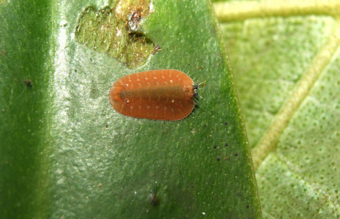 Figura 1. Larva <i>Menander pretus</i></i> (Riodinidae), primer estadío (I) vista dorsal, localidad Bullas Estación Biológica Quica Sector Pitilla ACG 415m). Voucher: 12-SRNP-71081-DHJ495393.jpg.
