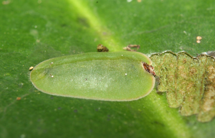 Figura 3. Larva <i>Menander pretus</i></i> (Riodinidae), penúltimo estadío (PU) vista lateral, localidad Bullas Estación Biológica Quica Sector Pitilla ACG (440m). Voucher: 12-SRNP-71082-DHJ495398.jpg.
