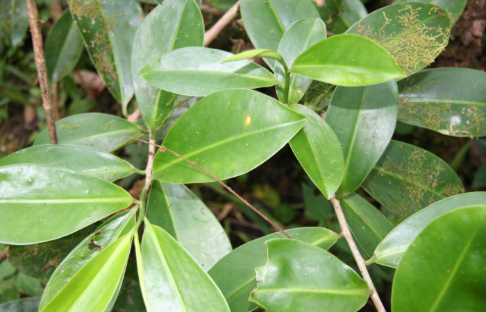 Figura 8. Planta hospedera de <i>Menander pretus</i></i> (Riodinidae), llamada <i>Schwartzia costaricensis</i></i> (Marcgraviaceae), localidad Bullas Estación Biológica Quica Sector Pitilla ACG (440m).