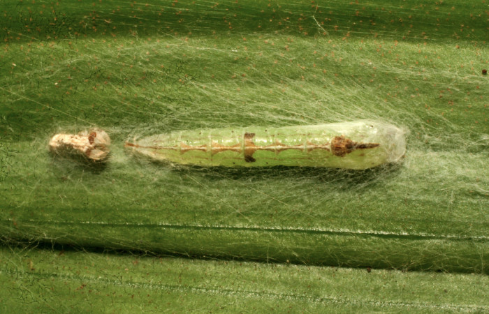 Figura 5. Pupa de <i>Struthoscelis christianafigueresae</i></i> (Oecophoridae), vista dorsal, localidad Quebradona, Estación Biológica Quica Sector Pitilla ACG (475m). Voucher: 10-SRNP-70738-DHJ474606.jpg.