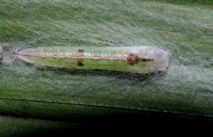 Figura 6. Pupa de <i>Struthoscelis christianafigueresae</i></i> (Oecophoridae), vista dorsal, localidad Quebradona, Estación Biológica Quica, Sector Pitilla ACG (475m). Voucher: 10-SRNP-70738-DHJ474608.jpg.