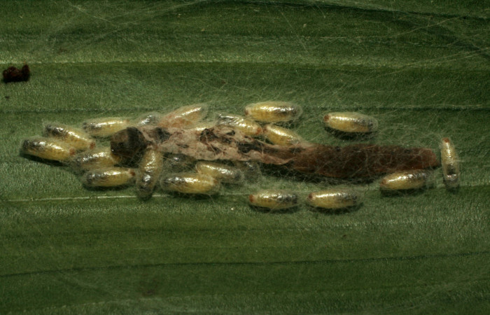 Figura 11. Capullos de <i>Apanteles leonelgarayi</i></i> (Braconidae), parásito de <i>Struthoscelis christianafigueresae</i></i> (Oecophoridae), localidad Quebradona Estación Biológica Quica, Sector Pitilla ACG (475m). Voucher: 10-SRNP-72417-DHJ479509.jpg.