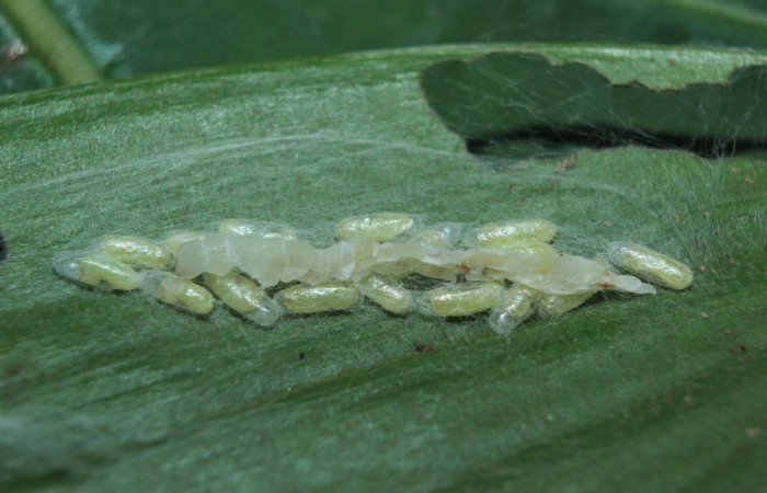 Figura 12. Capullos de <i>Apanteles leonelgarayi</i></i> (Braconidae), parásito de <i>Struthoscelis christianafigueresae</i></i> (Oecophoridae), localidad Medrano Estación Biológica Quica, Sector Pitilla ACG (380m). Voucher: 14-SRNP-72094-DHJ726506.jpg.