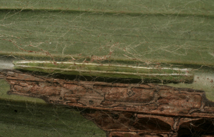 Figura 2. Larva <i>Struthoscelis christianafigueresae</i></i> (Oecophoridae), último estadío (U), vista dorsal, localidad Chayito, Sector Rincón Rain forest ACG (470m). Voucher: 14-SRNP-81312-DHJ714451.jpg.