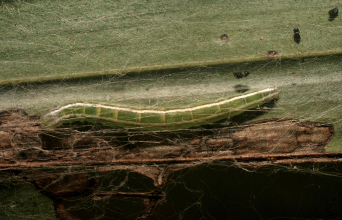 Figura 3. Larva <i>Struthoscelis christianafigueresae</i></i> (Oecophoridae), último estadío (U), vista dorsal, localidad Chayito, Sector Rincón Rain forest ACG (470m). Voucher: 14-SRNP-81312-DHJ714453.jpg.