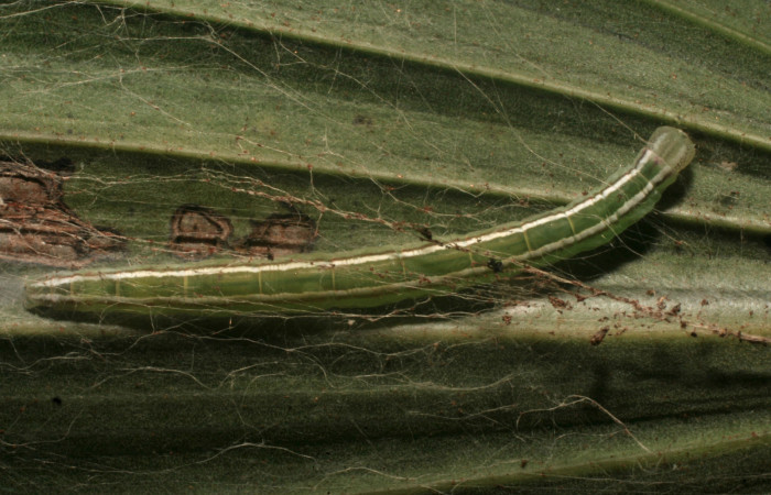 Figura 4. Larva <i>Struthoscelis christianafigueresae</i></i> (Oecophoridae), último estadío (U), vista dorsal, localidad Chayito, Sector Rincón Rain forest ACG (470m). Voucher: 14-SRNP-81312-DHJ714455.jpg.