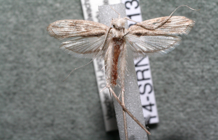 Figura 7. Adulto de <i>Struthoscelis christianafigueresae</i></i> (Oecophoridae), vista dorsal, localidad Chayito, Sector Rincón Rain forest ACG (470m). Voucher: 14-SRNP-81319-DHJ915069.jpg.