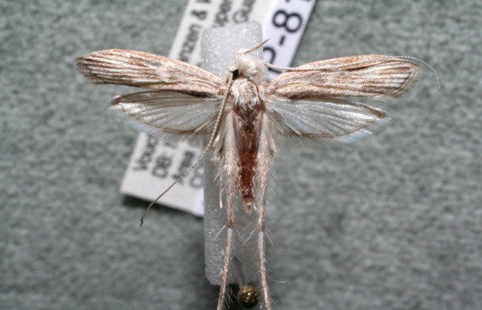 Figura 9. Adulto de <i>Struthoscelis christianafigueresae</i></i> (Oecophoridae), vista dorsal, localidad Chayito, Sector Rincón Rain forest ACG (470m). Voucher: 14-SRNP-81323-DHJ915067.jpg.