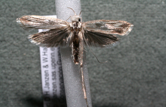 Figura 10. Adulto de <i>Struthoscelis christianafigueresae</i></i> (Oecophoridae), vista ventral, localidad Chayito, Sector Rincón Rain forest ACG (470m). Voucher: 15-SRNP-81109-DHJ922879.jpg.