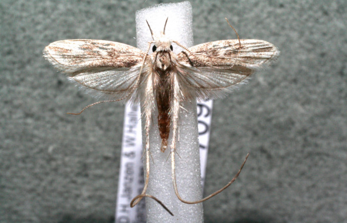 Figura 1. Adulto de <i>Struthoscelis christianafigueresae</i></i> (Oecophoridae), vista dorsal, localidad Medrano Estación Biológica Quica, Sector Pitilla ACG (380m). Voucher: 16-SRNP-70936-DHJ924886.jpg.