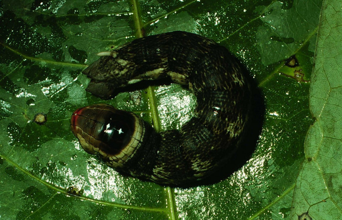 Fig. 18. Larva en prepupa <i>Erinnyis alope</i></i>, posición dorsal. Area de Conservación Guanacaste, Sector San Cristóbal, Melina Bufalo, elevación 560 m.s.n.m. (01-SRNP-2405-DHJ60897).