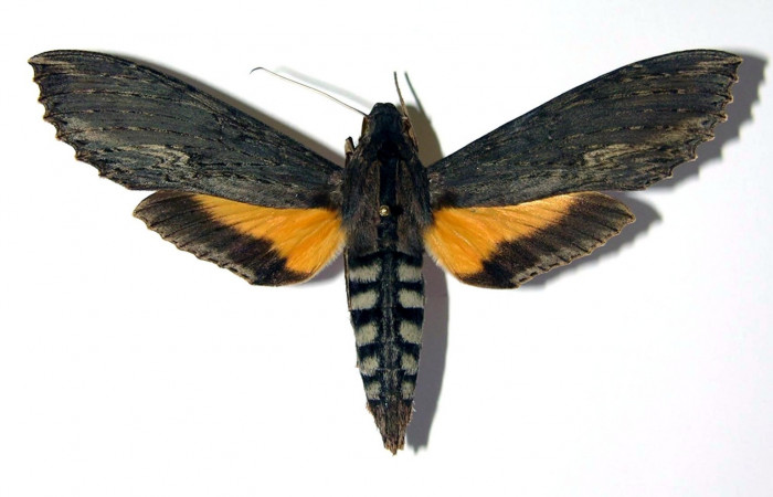 Fig. 2. Adulto <i>Erinnyis alope</i></i>, posición dorsal, macho. Area de Conservación Guanacaste, Sector Santa Rosa, Area Administrativa, elevación 295 m.s.n.m. (03-SRNP-12349-DHJ95990).