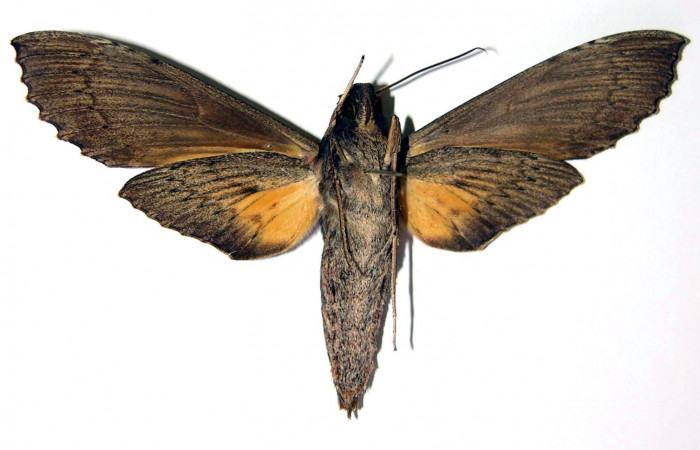 Fig. 3. Adulto <i>Erinnyis alope</i></i>, posición ventral, macho. Area de Conservación Guanacaste, Sector Santa Rosa, Area Administrativa, elevación 295 m.s.n.m. (03-SRNP-12349-DHJ95991).