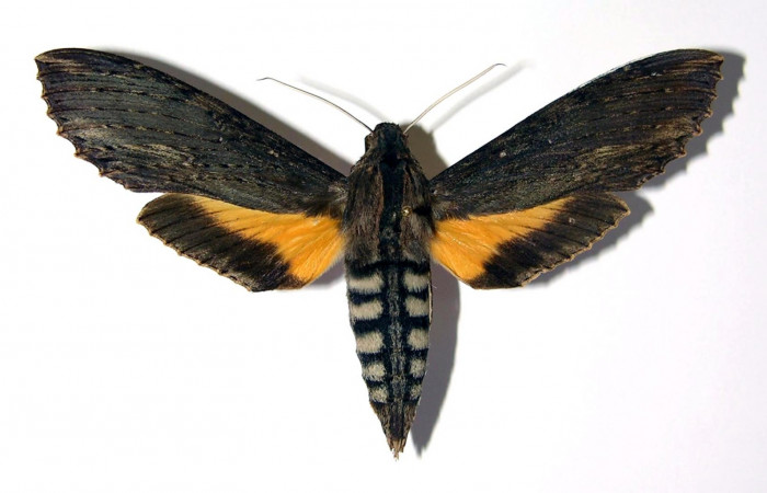 Fig. 1. Adulto <i>Erinnyis alope</i></i>, posición dorsal, macho. Area de Conservación Guanacaste, Sector Santa Rosa, Area Administrativa, elevación 295 m.s.n.m. (03-SRNP-12350-DHJ95988).