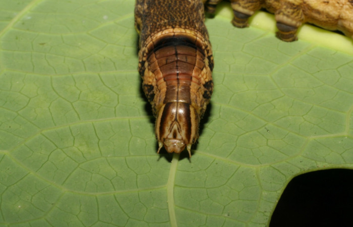 Fig. 13. Larva U estadio <i>Erinnyis alope</i></i>, posición frontal. Area de Conservación Guanacaste, Sector Santa Rosa, Area Administrativa, elevación 295 m.s.n.m. (05-SRNP-19604-DHJ403478).