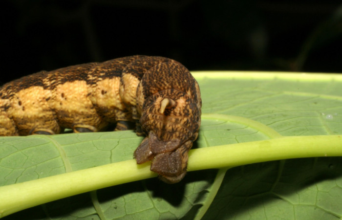 Fig. 12. Larva U estadio <i>Erinnyis alope</i></i>, posición trasera. Area de Conservación Guanacaste, Sector Santa Rosa, Area Administrativa, elevación 295 m.s.n.m. (05-SRNP-19604-DHJ403479).