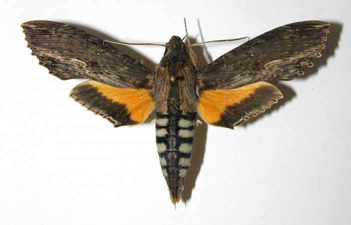 Fig. 16. Adulto <i>Erinnyis alope</i></i>, posición dorsal, macho. Area de Conservación Guanacaste, Sector Santa Rosa, Area Administrativa, elevación 295 m.s.n.m. (06-SRNP-30692-DHJ335114).