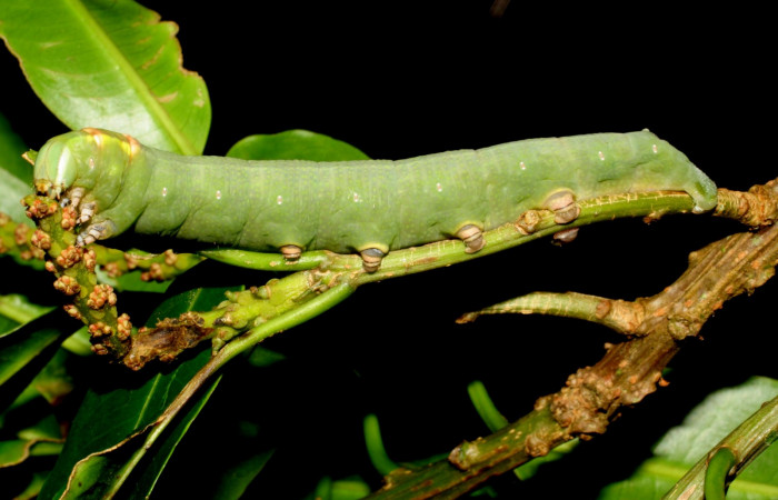 Fig. 15. Larva U estadio <i>Erinnyis ello</i></i>, posición lateral. Area de Conservación Guanacaste, Sector San Cristóbal, Sendero Carmona, elevación 670 m.s.n.m. (07-SRNP-1242-DHJ419563).