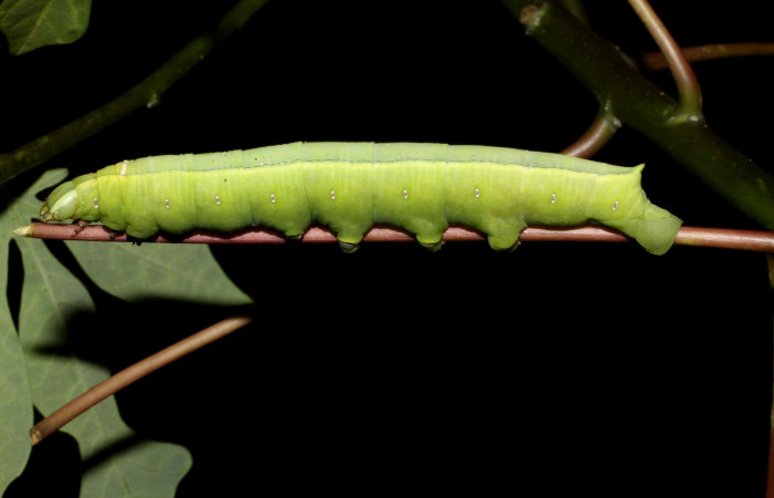 Fig. 14. Larva U estadio <i>Erinnyis alope</i></i>, posición lateral. Area de Conservación Guanacaste, Sector Santa Rosa, Cuesta Cayón Tigre, elevación 270 m.s.n.m. (12-SRNP-12168-DHJ498534).