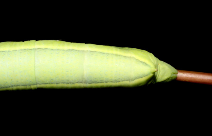 Fig. 8. Larva U estadio <i>Erinnyis alope</i></i>, posición trasera. Area de Conservación Guanacaste, Sector Santa Rosa, Cuesta Cayón Tigre, elevación 270 m.s.n.m. (12-SRNP-12168-DHJ498537).