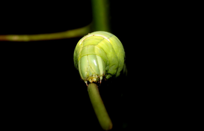 Fig. 9. Larva U estadio <i>Erinnyis alope</i></i>, posición frontal. Area de Conservación Guanacaste, Sector Santa Rosa, Cuesta Cayón Tigre, elevación 270 m.s.n.m. (12-SRNP-12168-DHJ498544).