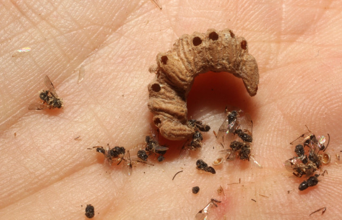 Fig. 23. Adultos de avispas de la familia Braconidae, y restos del capullo con huecos por donde emergieron, <i>Microplitis jorgehernandezi</i></i>, parásito de larva <i>Erinnyis alope</i></i>. Area de Conservación Guanacaste, Sector Santa Rosa, Cuesta Cayón Tigre, elevación 270 m.s.n.m. (13-SRNP-15963-DHJ804534.jpg).