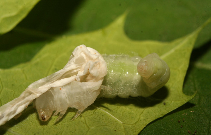 Fig. 20. Larva de avispa de la familia Ichneumonidae, <i>Cryptophion</i></i> espinozaiDHJ01, parásito de larva <i>Erinnyis alope</i></i>. Area de Conservación Guanacaste, Sector Pitilla, Coneja, elevación 415 m.s.n.m. (14-SRNP-70200-DHJ703860.jpg).