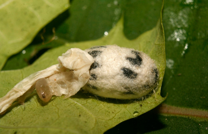 Fig. 21. Capullo de parásito de la familia Ichneumonidae, <i>Cryptophion</i></i> espinozaiDHJ01, parásito de larva <i>Erinnyis alope</i></i>. Area de Conservación Guanacaste, Sector Pitilla, Coneja, elevación 415 m.s.n.m. (14-SRNP-70200-DHJ703862.jpg).