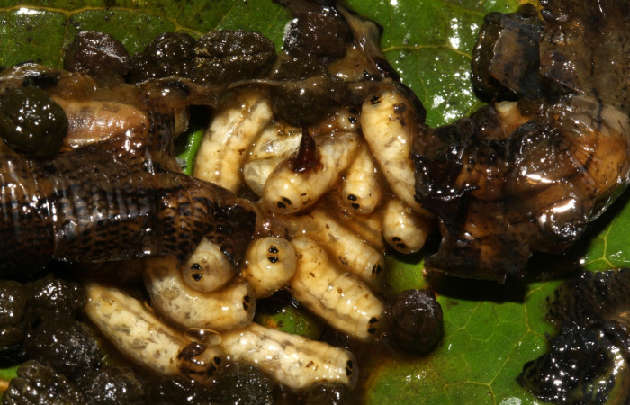 Fig. 19. Larvas de mosca Tachinidae <i>Drino</i></i> piceiventrisDHJ05, parásito de larva <i>Erinnyis alope</i></i>, Area de Conservación Guanacaste, Sector Pitilla, Ingas, elevación 580 m.s.n.m (17-SRNP-31075-DHJ736653.jpg).