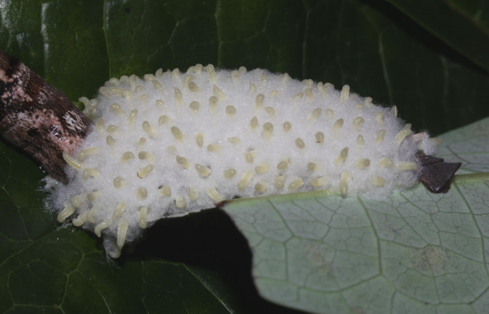 Fig. 22. Larvas de avispas de la familia Eulophidae, <i>Horismenus</i></i> Janzen22, parásito de larva <i>Erinnyis alope</i></i>. Area de Conservación Guanacaste, Sector Pitilla, Ingas, elevación 580 m.s.n.m. (17-SRNP-31104-DHJ736733.jpg).