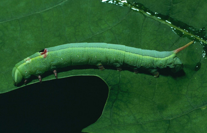 Fig. 6. Larva U estadio <i>Erinnyis alope</i></i>, posición lateral. Area de Conservación Guanacaste, Sector Santa Rosa, Cafetal, elevación 280 m.s.n.m. (80-SRNP-308-DHJ1549).