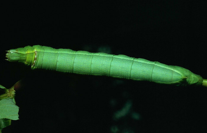 Fig. 7. Larva U estadio <i>Erinnyis alope</i></i>, posición dorsal. Area de Conservación Guanacaste, Sector Santa Rosa, Cafetal, elevación 280 m.s.n.m. (80-SRNP-308-DHJ1552).